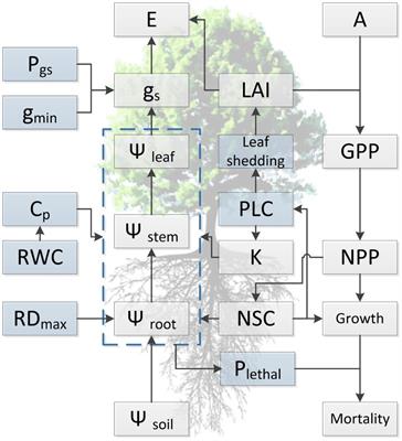 Unlocking Drought-Induced Tree Mortality: Physiological Mechanisms to Modeling